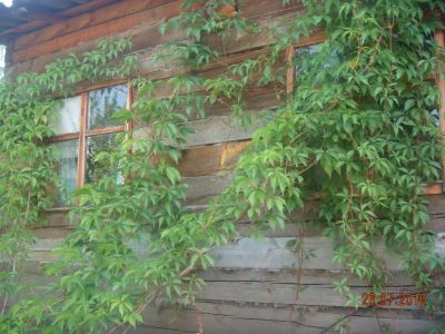 Лот: 7650130. Фото: 1. виноград девичий. Садовые цветы