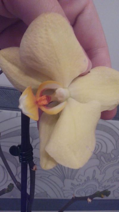 Лот: 11340678. Фото: 1. Орхидея фаленопсис жёлтый (отцвел... Горшечные растения и комнатные цветы