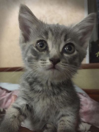 Лот: 10237363. Фото: 1. Кошечка дымчатая. Кошки, котята