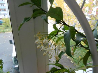 Лот: 5591271. Фото: 1. Хойя Multiflora Thai MT укорененный... Горшечные растения и комнатные цветы