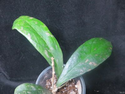Лот: 13555478. Фото: 1. Хойя EPC-700 Hoya sp. (UT-012... Горшечные растения и комнатные цветы