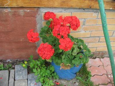 Лот: 13914820. Фото: 1. Пеларгония зональная Red, цветущий... Горшечные растения и комнатные цветы