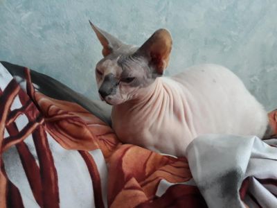 Лот: 11031249. Фото: 1. Кошка. Кошки, котята