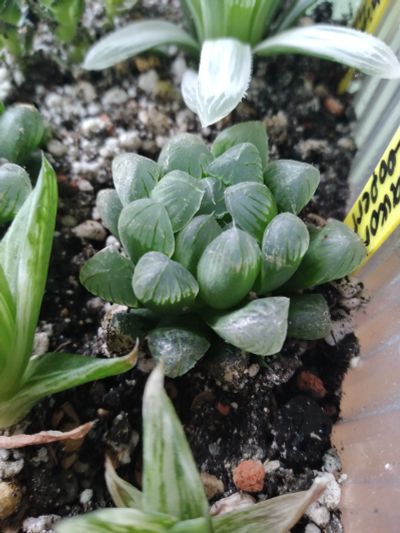 Лот: 17506851. Фото: 1. Хавортия Cooperi v.truncata. Горшечные растения и комнатные цветы