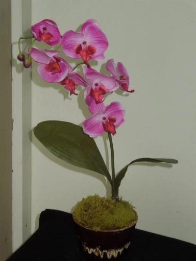 Лот: 3471939. Фото: 1. Орхидея. Подарки на Новый год