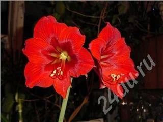 Лот: 399767. Фото: 1. Гиппеаструм!!!. Горшечные растения и комнатные цветы