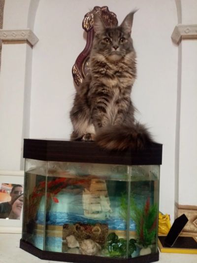 Лот: 16767077. Фото: 1. Кошка мейн-кун. Кошки, котята