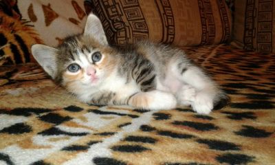 Лот: 6628786. Фото: 1. Котята Сибирской кошки ( девочка... Кошки, котята