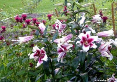 Лот: 5370145. Фото: 1. Лилия Garden Pleasure. Другое (семена, рассада, садовые растения)
