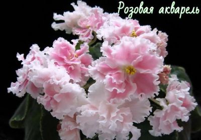 Лот: 15553624. Фото: 1. "СМ-Розовая акварель" (Морев... Горшечные растения и комнатные цветы