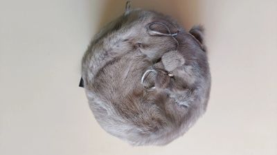 Лот: 24671918. Фото: 1. Шапочка норка сапфир. Головные уборы