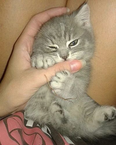 Лот: 6362035. Фото: 1. Срочно срочно Продам чистокровных... Кошки, котята