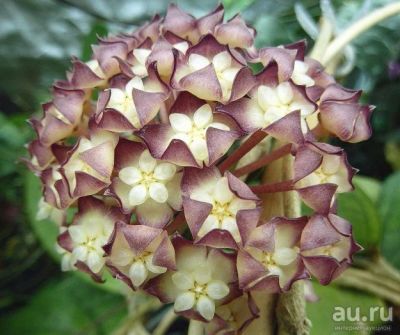 Лот: 13555361. Фото: 1. Хойя Hoya sp. jennifer. Горшечные растения и комнатные цветы