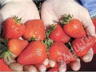 Лот: 473077. Фото: 1. усы клубники (крупные плотные... Другое (семена, рассада, садовые растения)