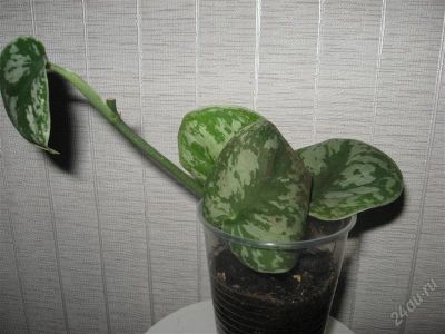 Лот: 1301070. Фото: 1. Сциндапсус расписной/Scindapsus... Горшечные растения и комнатные цветы
