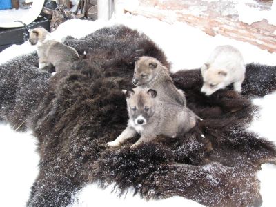 Лот: 3592211. Фото: 1. западно-сибирской лайки щенки. Собаки, щенки