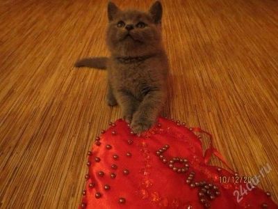 Лот: 2363882. Фото: 1. Элитные британские голубые котята... Кошки, котята