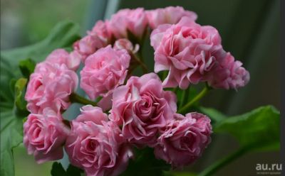 Лот: 16422565. Фото: 1. Пеларгония Australien Pink Rosebund. Горшечные растения и комнатные цветы