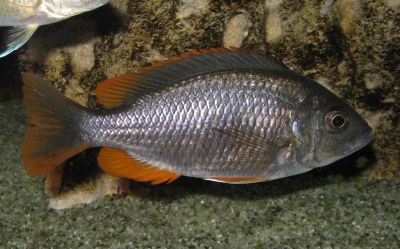 Лот: 3555094. Фото: 1. Copadichromis borleyi Kadango... Рыбки