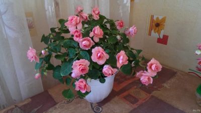 Лот: 13848337. Фото: 1. Бальзамин махровый розовый черенок. Горшечные растения и комнатные цветы