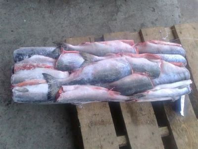 Лот: 6740584. Фото: 1. Навага (ментай) замороженная срочно... Икра, рыба, морепродукты