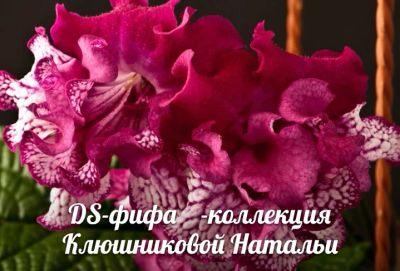 Лот: 9105833. Фото: 1. Стрептокарпус ФИФА. Горшечные растения и комнатные цветы