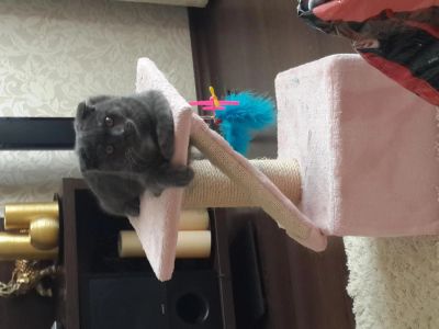 Лот: 5254701. Фото: 1. Британец ))) В Очень хорошие руки... Кошки, котята