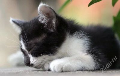 Лот: 2750100. Фото: 1. Отдам котеночка мальчик. Кошки, котята