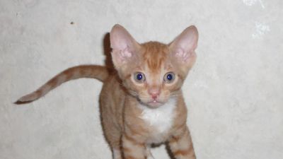Лот: 6435939. Фото: 1. тигрёнок в носочках - 1. Кошки, котята