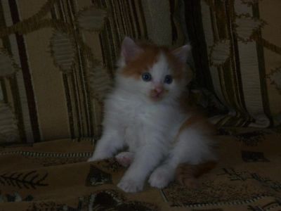 Лот: 7881507. Фото: 1. Котята. Кошки, котята