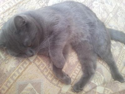 Лот: 4479610. Фото: 1. Отдам британца. Кошки, котята