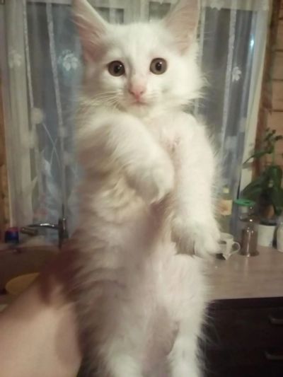 Лот: 10527327. Фото: 1. Котята мейн-куна помесь. Кошки, котята