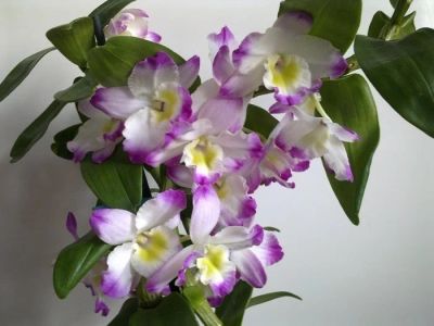 Лот: 11341483. Фото: 1. Орхидея дендробиум ирен смайл. Горшечные растения и комнатные цветы