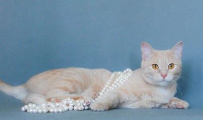 Лот: 9817130. Фото: 1. Красотка Меллори в хорошие руки. Кошки, котята