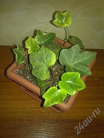 Лот: 510289. Фото: 1. Плющик. Горшечные растения и комнатные цветы