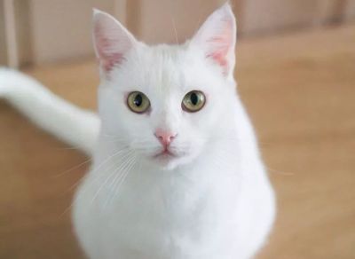 Лот: 15232862. Фото: 1. Кошка русская белая. Кошки, котята