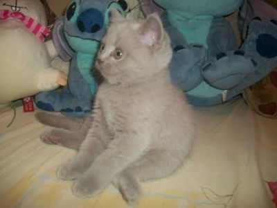 Лот: 4358215. Фото: 1. Срочно продам плюшевое чудо. Кошки, котята