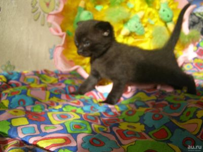 Лот: 8224225. Фото: 1. Очаровательные котята за улыбку. Кошки, котята