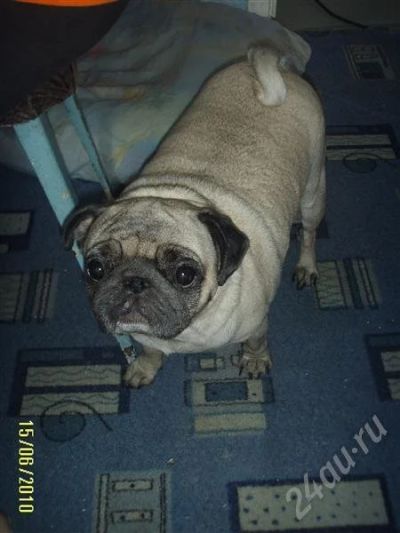 Лот: 396480. Фото: 1. мопс. Остальные животные