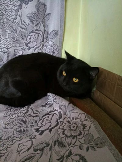 Лот: 11640064. Фото: 1. Отдам британца (подкинули в мешке... Кошки, котята
