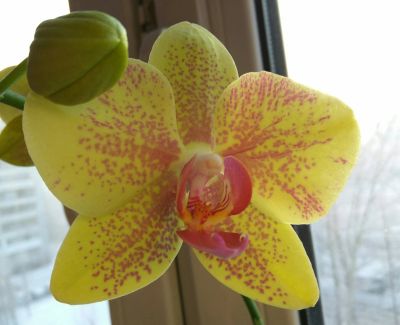 Лот: 16471376. Фото: 1. Орхидея "Пульсация". Горшечные растения и комнатные цветы