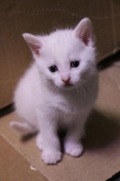 Лот: 8799168. Фото: 1. Белые очаровательные котята 1... Кошки, котята