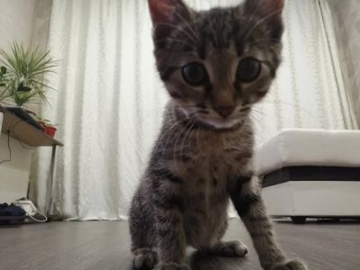 Лот: 16752804. Фото: 1. Котенок бесплатно. Кошки, котята