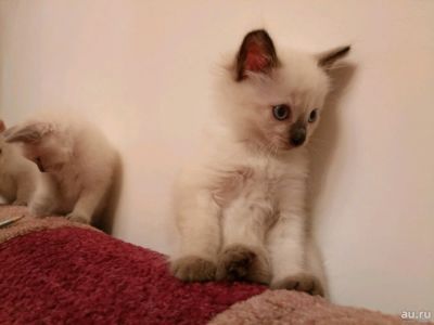 Лот: 10789078. Фото: 1. Очаровательные неваки. Кошки, котята