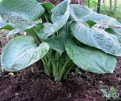 Лот: 17708308. Фото: 1. Хоста Блю Амбреллас (hosta Blue... Садовые цветы