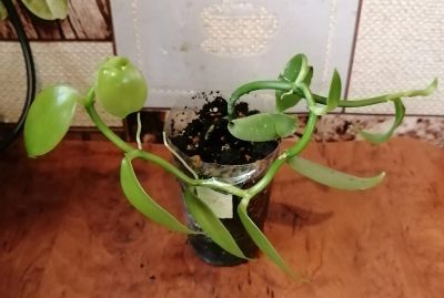 Лот: 20551074. Фото: 1. Орхидея ваниль. Горшечные растения и комнатные цветы