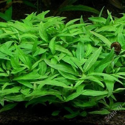 Лот: 1494969. Фото: 1. Staurogyne sp. Водные растения