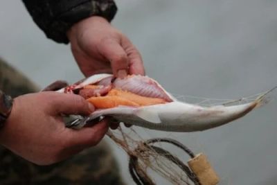 Лот: 3585736. Фото: 1. Икра омуля с севера. Доставка... Икра, рыба, морепродукты