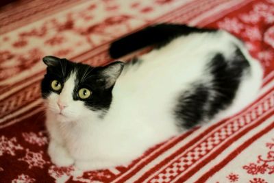 Лот: 11640083. Фото: 1. Кошка Апрелька ищет дом. Кошки, котята
