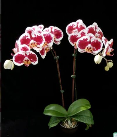 Лот: 20679051. Фото: 1. Орхидея Азиатская сортовая Younghom... Горшечные растения и комнатные цветы